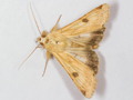 Bordered Straw